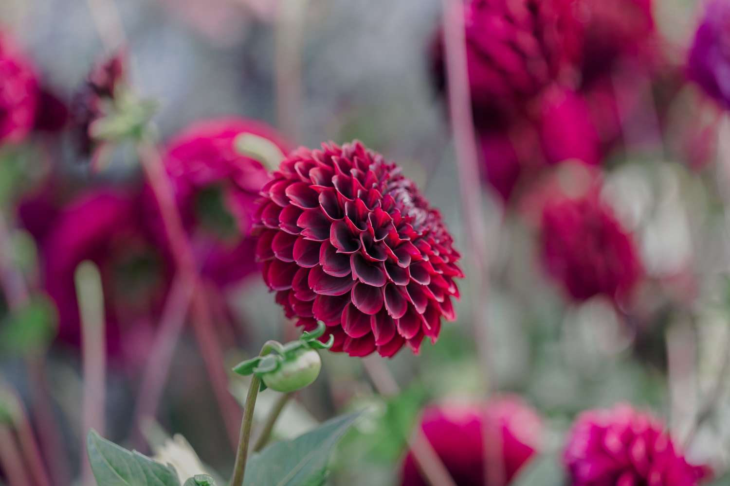 Daalia 'Black Pierre'